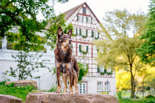 Kelpie im Schwarzwald Urlaub-047.jpg