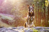 Kelpie im Schwarzwald Urlaub-049.jpg