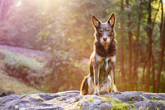 Kelpie im Schwarzwald Urlaub-049.jpg