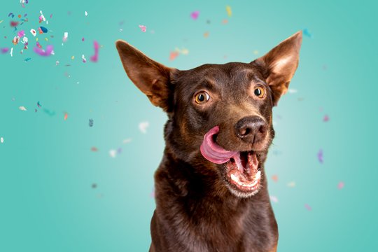 Kelpie mit Konfetti im Fotostudio
