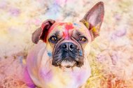 Portrait von nach oben blickendem Mops mit bunter Holi Farbe