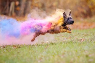 Zwergschnauzer mit leuchtenden Holi-Farben springt fröhlich über die Wiese
