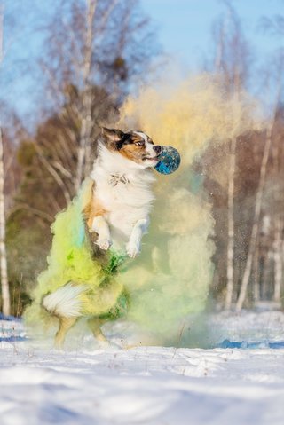 Border Collie springt nach Ball und hinterlässt Holipulver Farbwolke
