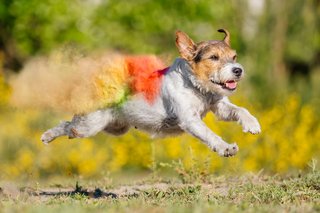Person Jack Russel fliegt mit farbigem Holipulver durch die Luft