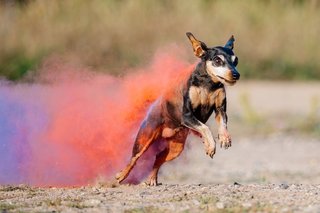 Zwergschnauzer mit leuchtenden Holi-Farben springt fröhlich über die Wiese