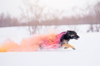 Schäferhund rennt mit rosa gelber Holifarbe durch den Winter