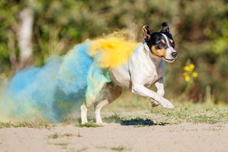 Jack Russel Mischling mit blauem und gelbem Holipulver