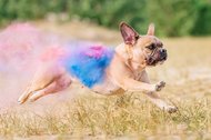 Mops rennt mit bunten Farben bei Holifotoshoot