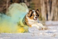 Border Collie rennt mit großer Holi Farbwolke durch den Schnee