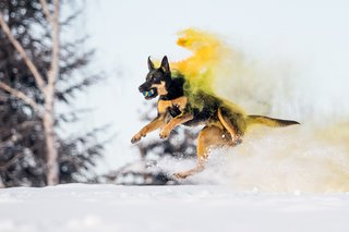 Working Kelpie springt mit grün gelber Holifarbe im Schnee
