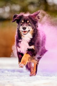 Mini Australian Shepherd rennt fröhlich mit rosa Farbpulver durch den Schnee