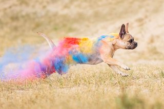 Mops rennt mit bunten Farben bei Holifotoshoot