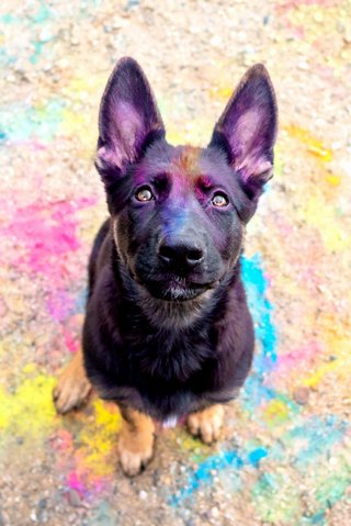Porträt Deutscher Schäferhund Welpe mit buntem Holi Pulver