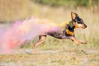 Zwergpinscher in Bewegung mit lebhaften Holi-Farben