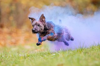 Zwergschnauzer mit blauen und lila Holi-Farben springt fröhlich über die Wiese