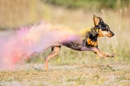 Zwergpinscher in Bewegung mit lebhaften Holi-Farben