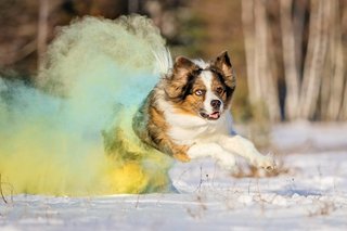 Border Collie rennt mit großer Holi Farbwolke durch den Schnee