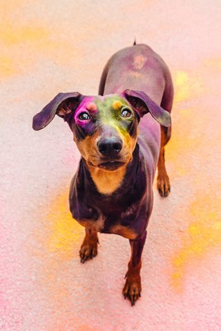 Porträt Deutscher Pinscher in bunten Farben