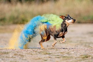 Laufender Zwergpinscher mit buntem Holi-Farbpulver im Fell