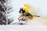 Working Kelpie springt mit grün gelber Holifarbe im Schnee