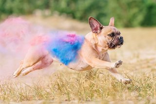 Mops rennt mit bunten Farben bei Holifotoshoot