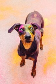 Porträt Deutscher Pinscher in bunten Farben