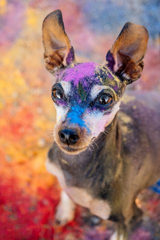 Portrait von buntem Zwergpinscher mit leuchtenden Holi-Farben