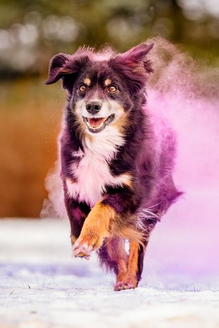 Mini Australian Shepherd rennt fröhlich mit rosa Farbpulver durch den Schnee