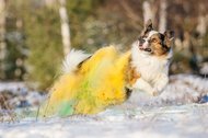 Border Collie mit Holifarben spring fröhlich durch den Schnee