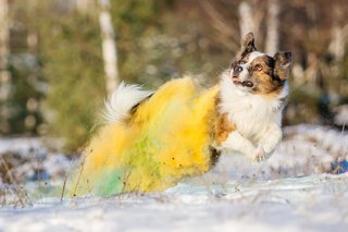 Border Collie mit Holifarben spring fröhlich durch den Schnee