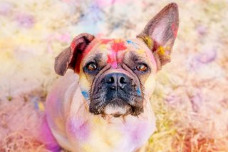 Portrait von nach oben blickendem Mops mit bunter Holi Farbe