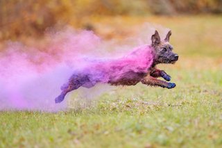 Zwergschnauzer mit pinken und lila Holi-Farben springt fröhlich über die Wiese