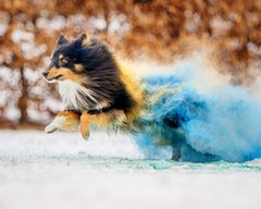 Sheltie Rüde rennt mit Holipulver in blau und gelb durch den Schnee beim Hundefotoshooting