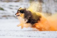 Sheltie Rüde rennt mit buntem Holipulver durch den Schnee beim Hundefotoshooting