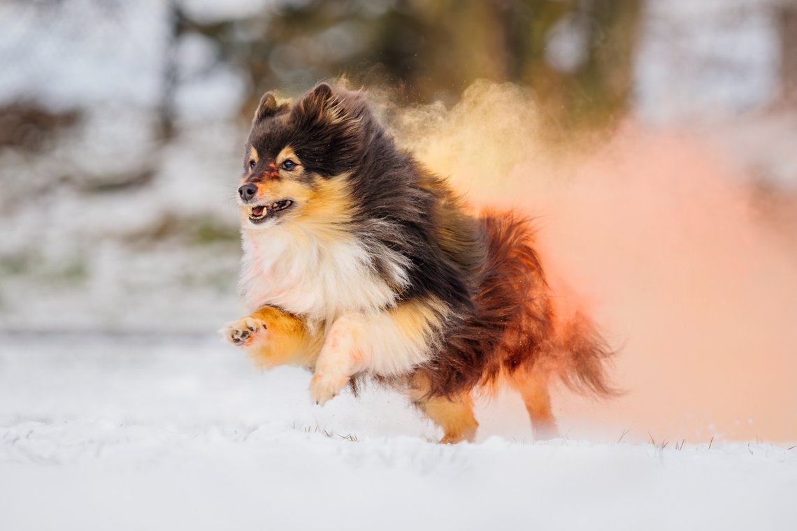 Sheltie Rüde rennt mit buntem Holipulver durch den Schnee beim Hundefotoshooting