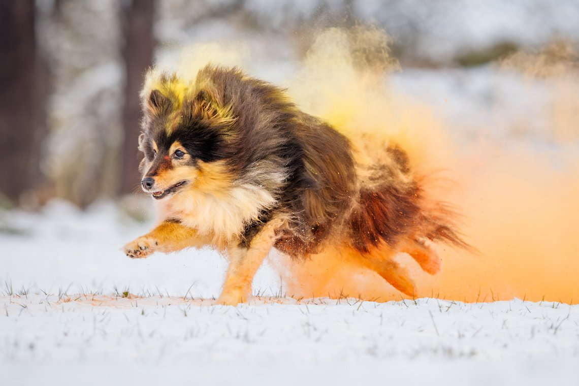 Sheltie Rüde rennt mit buntem gelb orange Holipulver durch den Schnee beim Hundefotoshooting