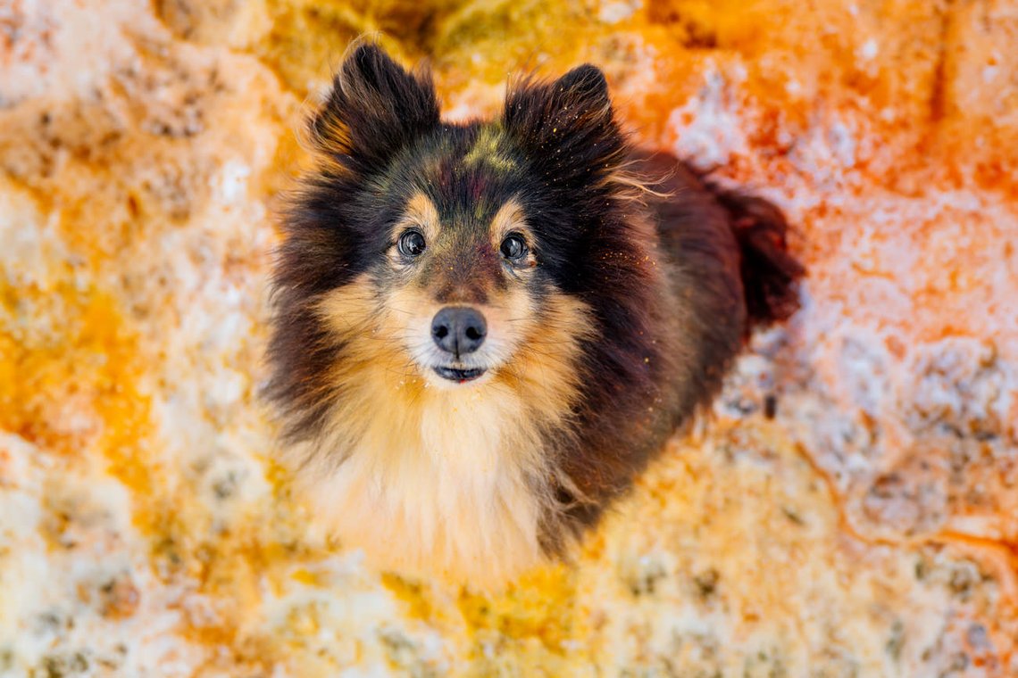 Sheltie sitzt im buntem Schnee und schaut mit Farbe bekleckert nach oben