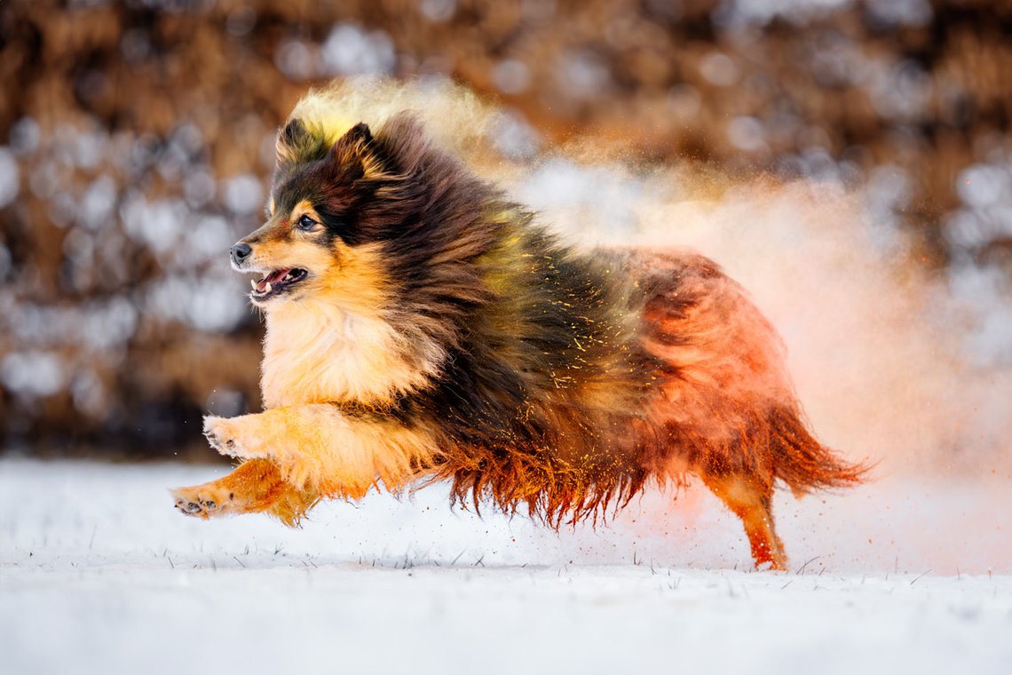 Sheltie Rüde rennt mit buntem Holipulver durch den Schnee beim Hundefotoshooting