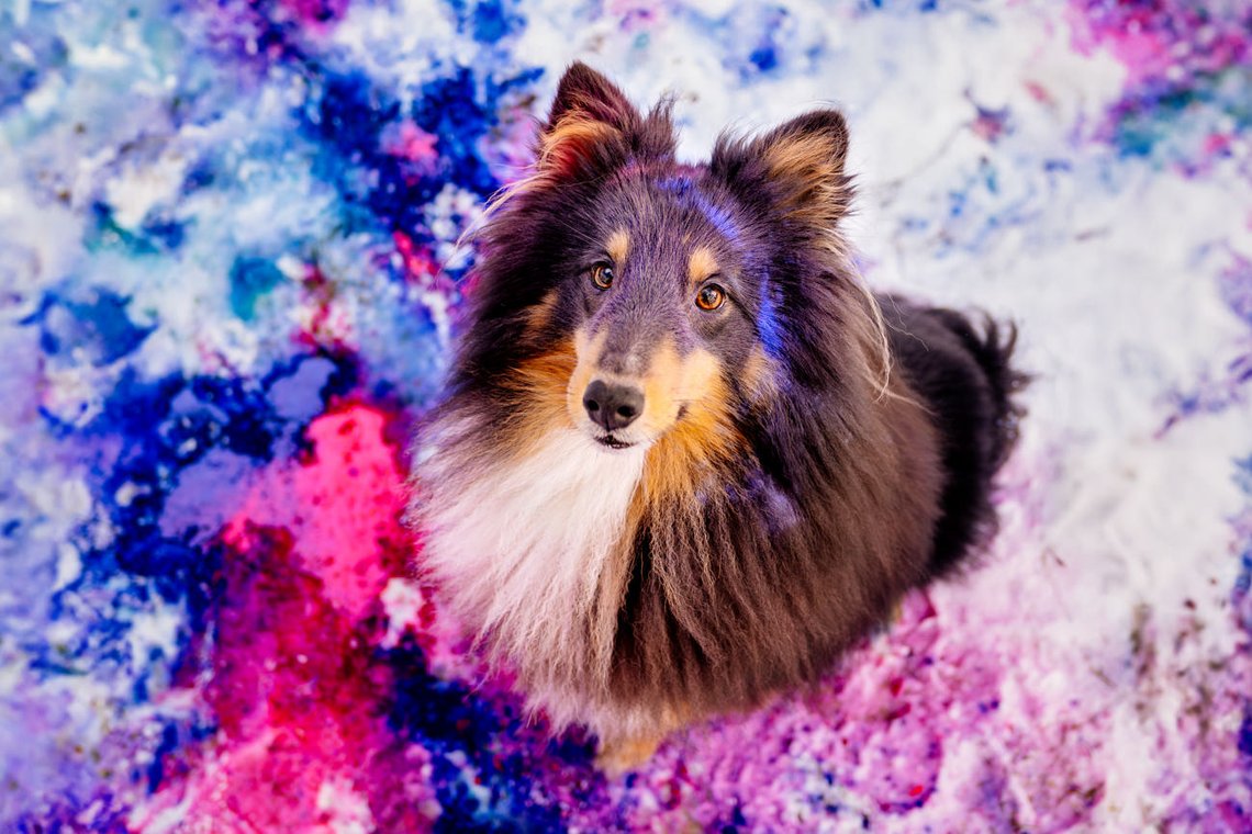 Sheltie Rüde sitzt bunt bekleckert im lila rosa blauem Schnee bei Holifotoshooting