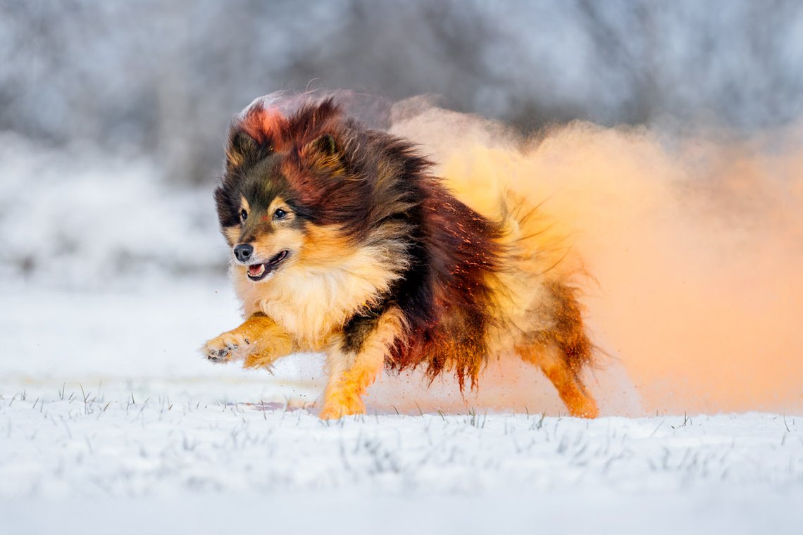 Sheltie Rüde rennt mit buntem Holipulver durch den Schnee beim Hundefotoshooting