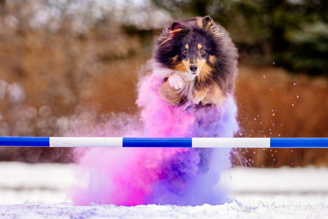 Sheltie Rüde springt mit Holipulver in lila und pink über eine Agility Hürde beim Hundefotoshooting