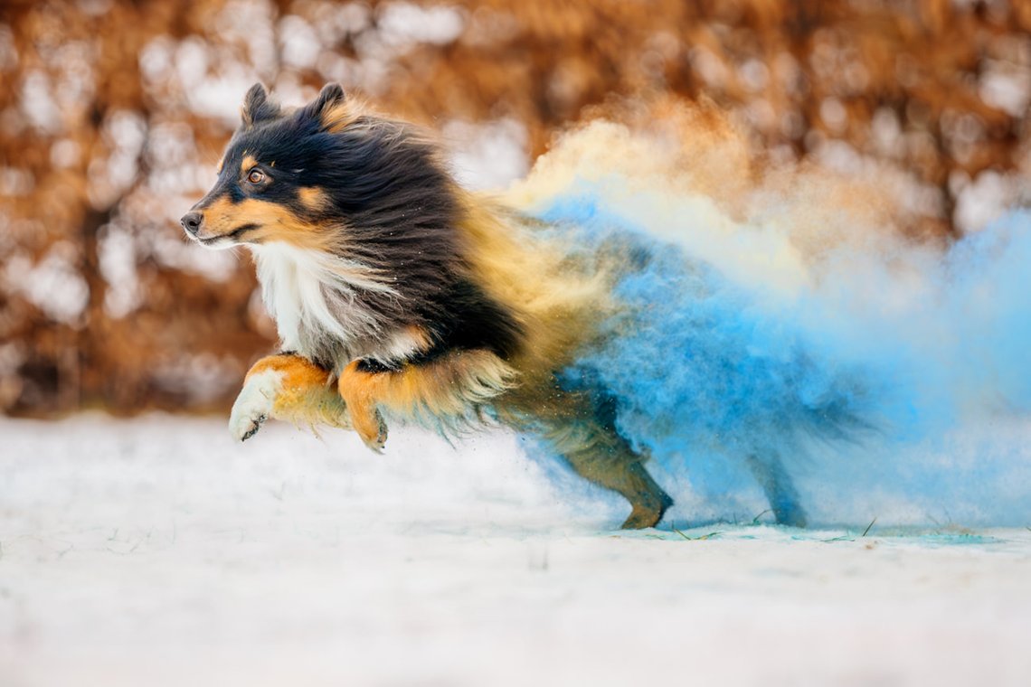 Sheltie Rüde rennt mit Holipulver in blau und gelb durch den Schnee beim Hundefotoshooting