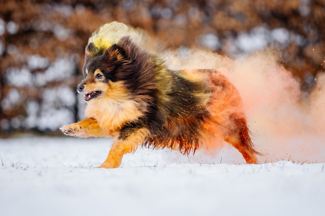 Sheltie Rüde rennt mit buntem Holipulver durch den Schnee beim Hundefotoshooting