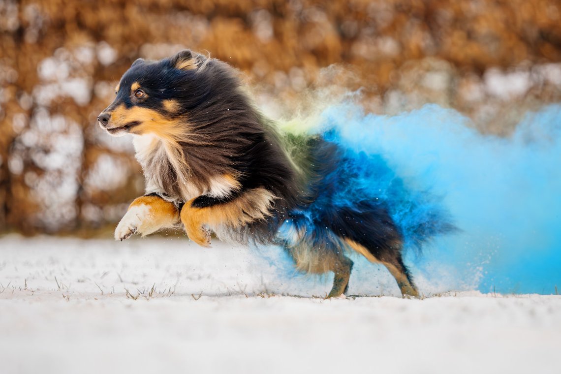 Sheltie Rüde rennt mit Holipulver in blau und grün durch den Schnee beim Hundefotoshooting