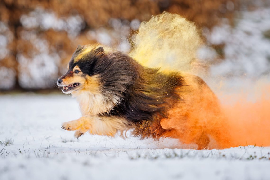 Sheltie Rüde rennt mit buntem Holipulver durch den Schnee beim Hundefotoshooting