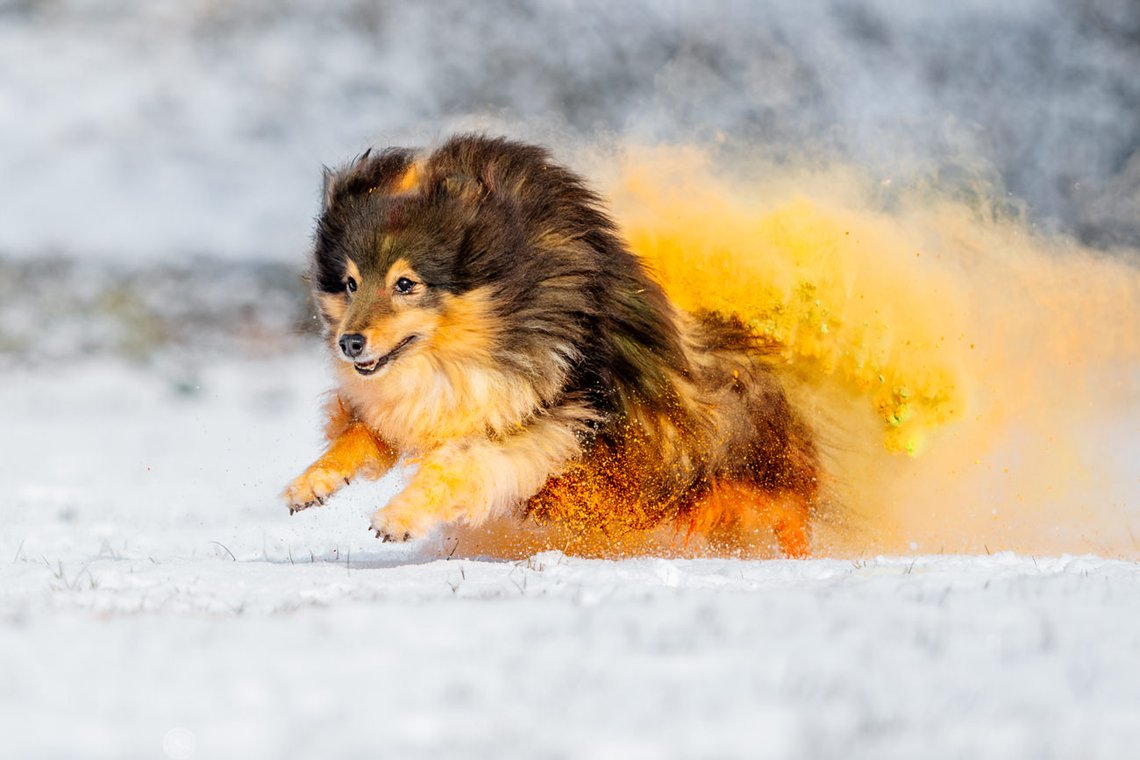 Sheltie Rüde rennt mit buntem gelb orange Holipulver durch den Schnee beim Hundefotoshooting