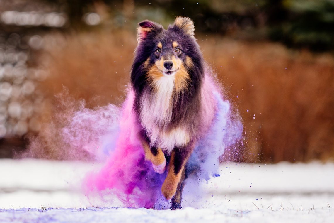 Sheltie Rüde läuft mit Farbwolke in lila und pink durch den Schnee beim Hundefotoshooting