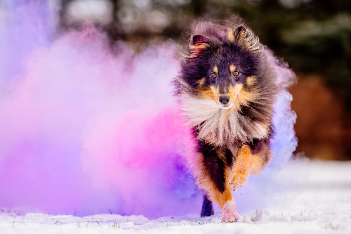 Sheltie Rüde läuft mit Farbwolke in lila und pink durch den Schnee beim Hundefotoshooting