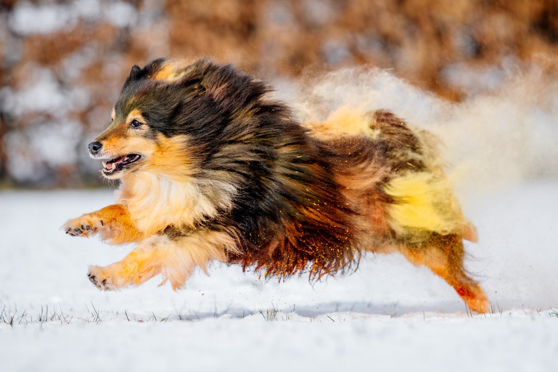 Sheltie Rüde rennt mit buntem Holipulver durch den Schnee beim Hundefotoshooting