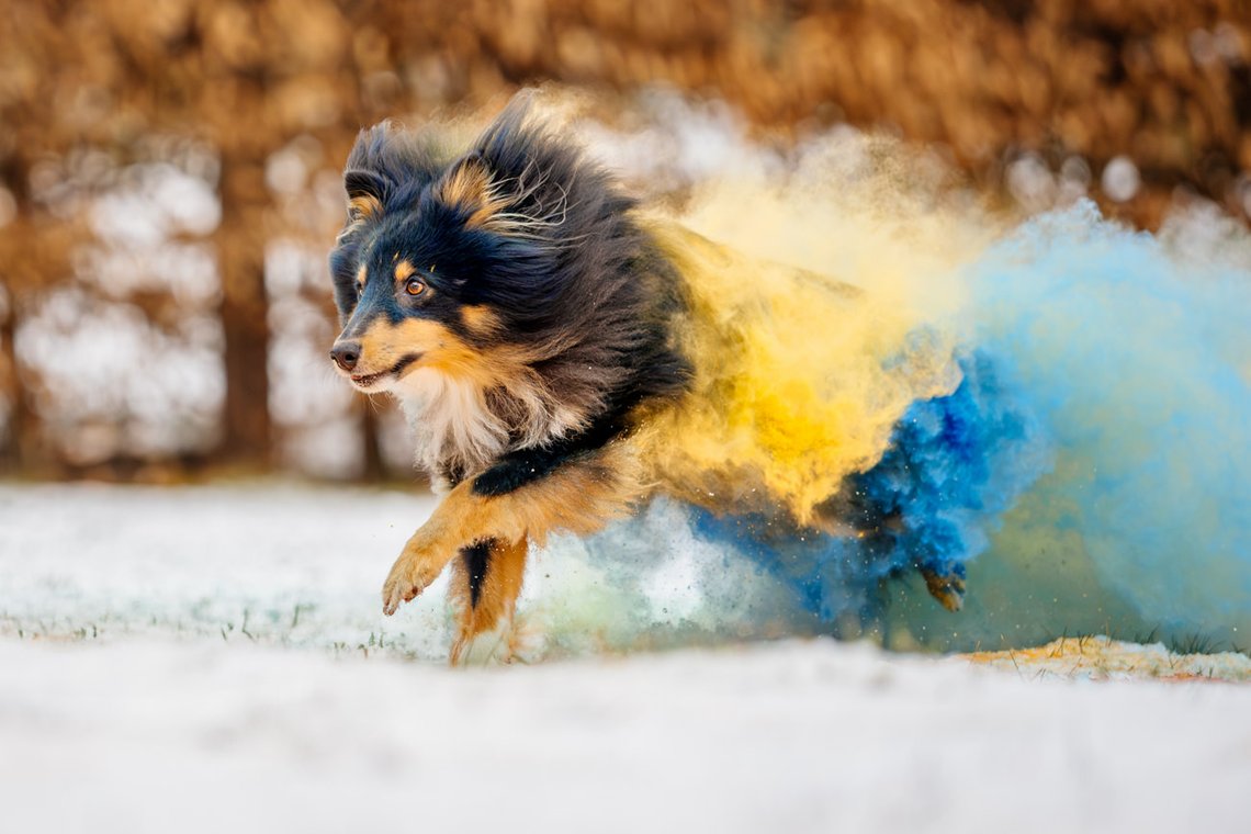 Sheltie Rüde rennt mit Holipulver in blau und gelb durch den Schnee beim Hundefotoshooting